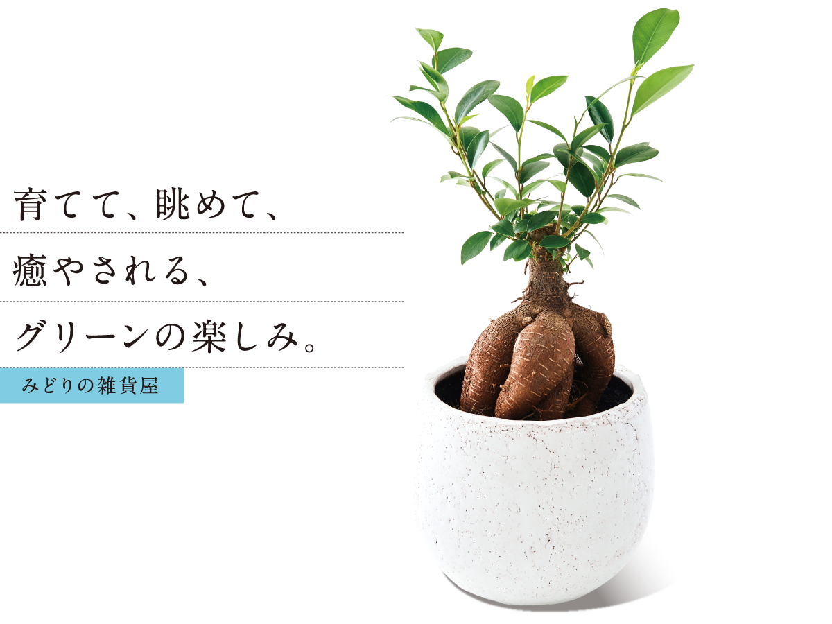 みどりの雑貨屋 育てて、眺めて、癒やされる、 グリーンの楽しみ。